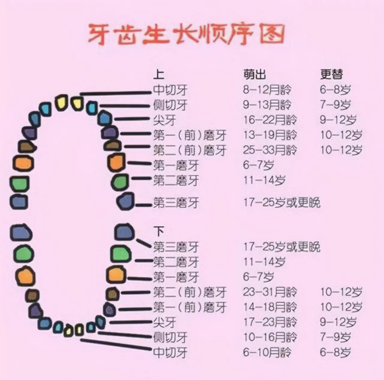 宝宝长牙顺序图(孩子出牙顺序有规律)插图1 孩子几个月长牙算正常?0-3岁宝宝出牙顺序图,你家娃长对了吗