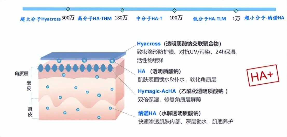 玻尿酸精华液怎么用（解析玻尿酸与精华液的正确使用顺序）插图4