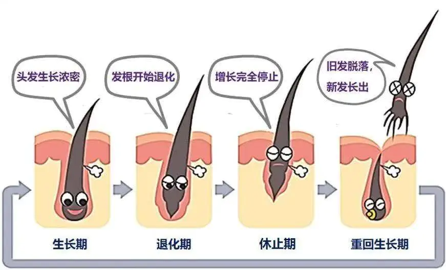 怎么样能让头发长的快(解读如何让头发长得更快)插图1 怎么样能让头发长的快(解读如何让头发长得更快)插图1
