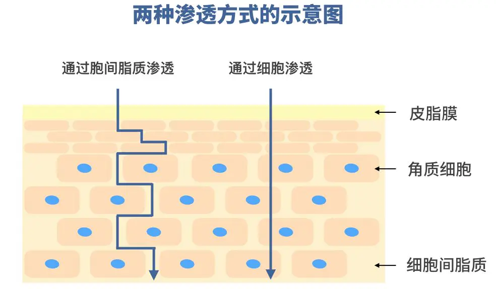 护肤品怎么样才算吸收了(介绍怎么才能让护肤品好好吸收)插图2 护肤品怎么样才算吸收了(介绍怎么才能让护肤品好好吸收)插图2